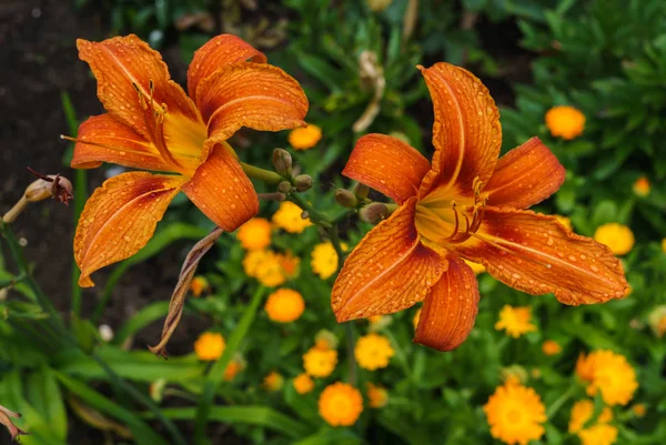 Nenúfares floreciendo con flores anaranjadas - Hemerocallis, en el jardín de verano . —  Fotos de Stock