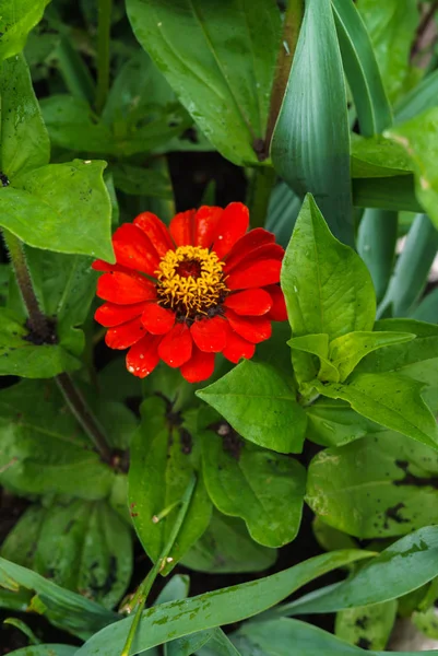 Flor ziniya rojo con un jardín en el pueblo. Paisaje verano . — Foto de Stock