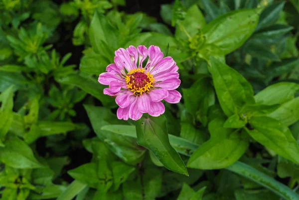 Flor rosa ziniya con un jardín en el pueblo. Paisaje verano . — Foto de Stock