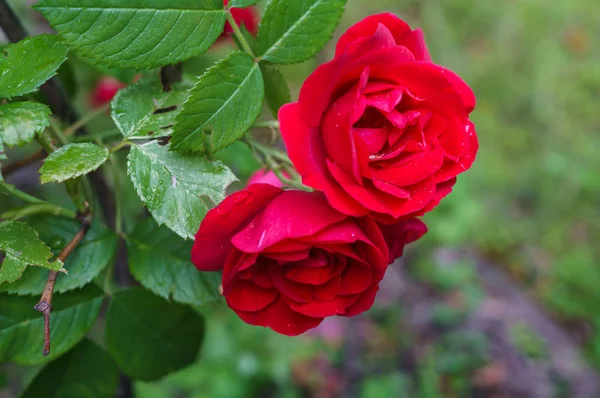 Schöne rote Blumen von Sprayrosen mit einem Garten im Dorf. Sommerlandschaft. — Stockfoto