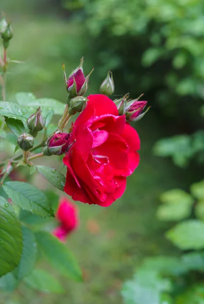 Schöne rote Blumen von Sprayrosen mit einem Garten im Dorf. Sommerlandschaft. — Stockfoto