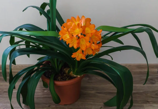 Ramo florescente de flores cor de laranja de clivia em um pote de flor . — Fotografia de Stock