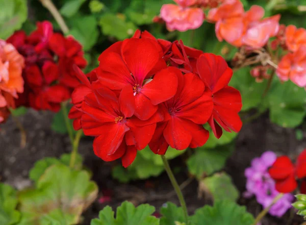 Röd geranium i sommarträdgården på blomster bädden. — Stockfoto
