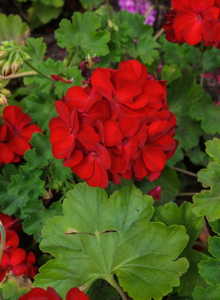 Rote Geranien im Sommergarten auf dem Beet. — Stockfoto