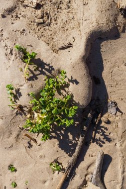 Yeşil bitki sahilde kum yoluyla yolunu yapar.