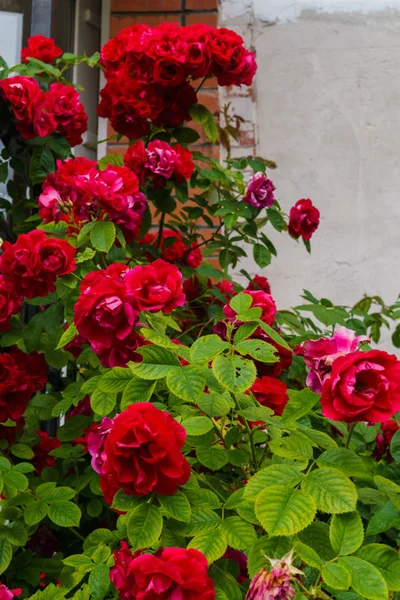 花园喷红玫瑰。花园里美丽的鲜红玫瑰. — 图库照片