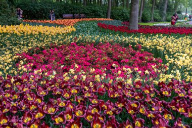 Hollanda'da bir parkta bir çiçek tarhında renkli laleler, nergisler ve açelyalar büyülü bir manzara. Çiçek arka plan.