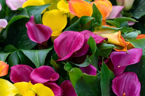 Mehrfarbige gelbe, rosa, orangefarbene, lila Calla-Blüten als floraler Hintergrund. — Stockfoto