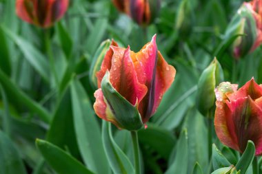 Yağmurdan sonra, su damlacıkları ile kırmızımsı bir gölge bir lale tomurcukları.