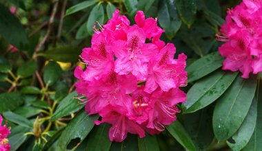 Yağmurdan sonra su damlacıkları ile pembe rhododendron tomurcuk.