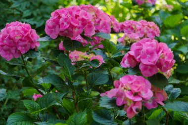 Bahçede parlak pembe hidangea çiçeklerle çiçeklenme.