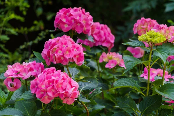 Blütenstand leuchtend rosa Hortensienblüten im Garten. — Stockfoto