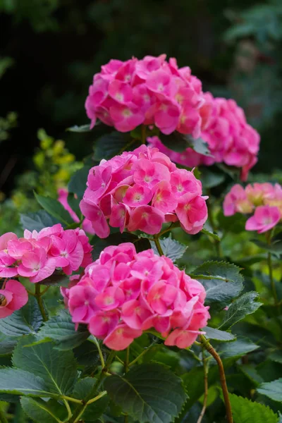 Blütenstand leuchtend rosa Hortensienblüten im Garten. — Stockfoto