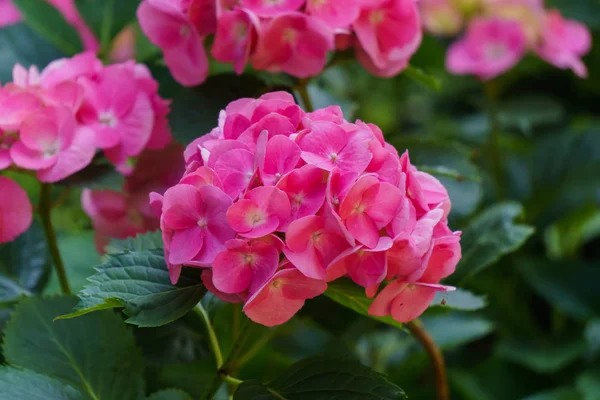 Ινανθότητα των φωτεινών ροζ λουλούδια Ορτανσία στον κήπο. — Φωτογραφία Αρχείου