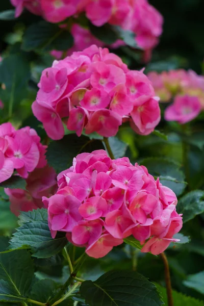 Květenství jasně růžových hydrangeových květů v zahradě. — Stock fotografie