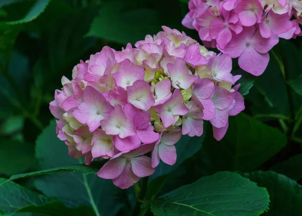 Blütenstand der rosa Blüten der Hortensie im Garten. — Stockfoto