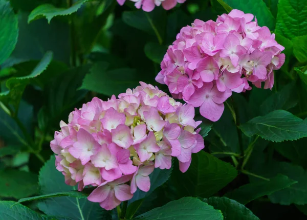 Blütenstand der rosa Blüten der Hortensie im Garten. — Stockfoto