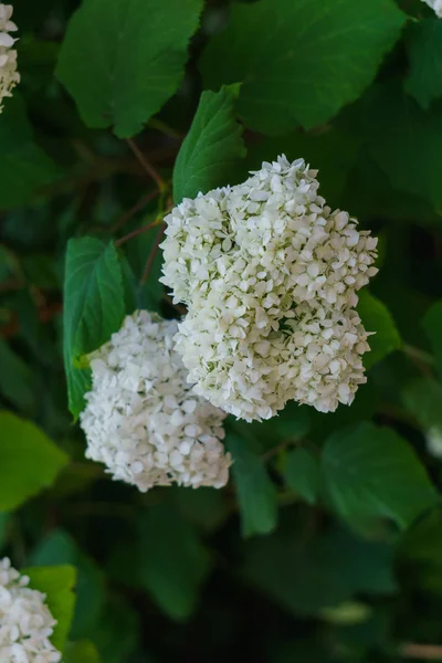 Blütenstand der weißen Blüten der Hortensie im Garten. — Stockfoto