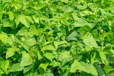 Beyaz fasulye çalılar Bahçe yatağında büyür.