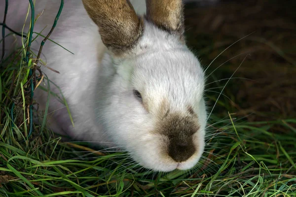 White-haired rabbit sitting in a cage and cage eats grass. — Stock Photo, Image