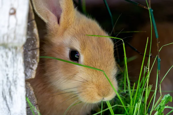 Рудий кролик з чорними очима в клітці їсть траву . — стокове фото