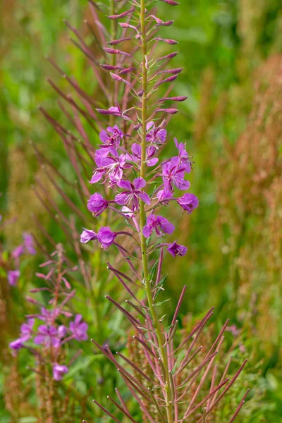 Een tak van bloeiende wilg thee, natuurlijke landschap. — Stockfoto