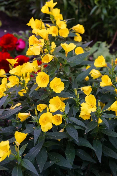 Akşam Primrose sarı çiçekler bahçede bir yatakta. — Stok fotoğraf