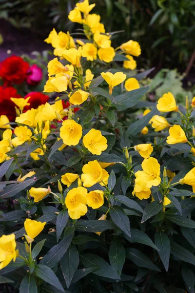 Akşam Primrose sarı çiçekler bahçede bir yatakta.