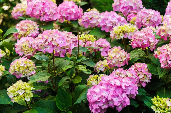 Blütenstand der rosa Blüten der Hortensie im Garten. — Stockfoto