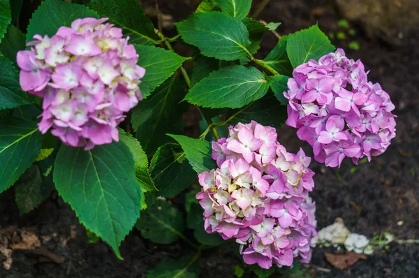 Blütenstand der rosa Blüten der Hortensie im Garten. — Stockfoto