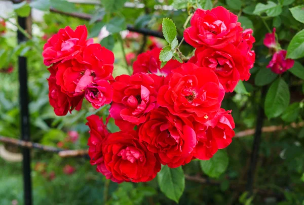 美丽的红花喷玫瑰与花园在村庄。夏季景观. — 图库照片