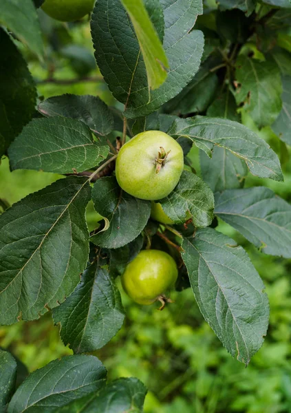 As maçãs verdes amadurecem nos ramos de uma árvore de maçã . — Fotografia de Stock