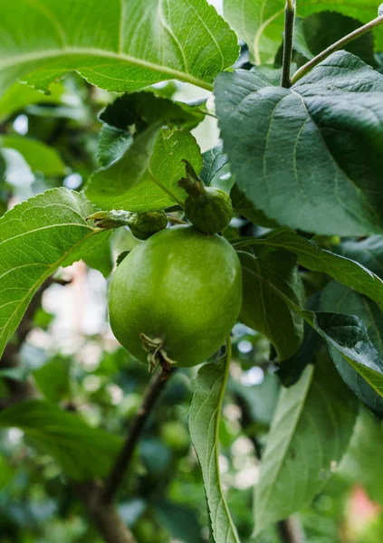 As maçãs verdes amadurecem nos ramos de uma árvore de maçã . — Fotografia de Stock