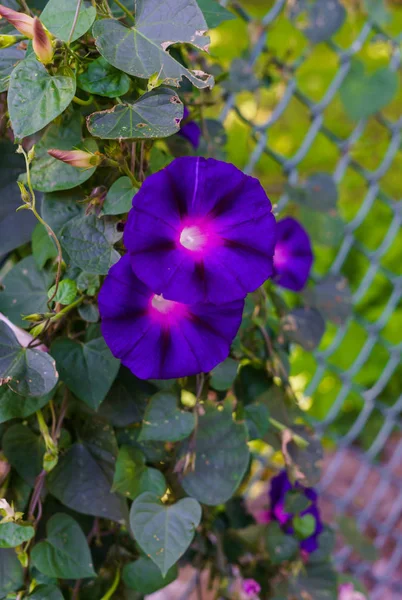 Lindas flores roxas Ipomoea. Uma planta de escalada para decorar o jardim . — Fotografia de Stock