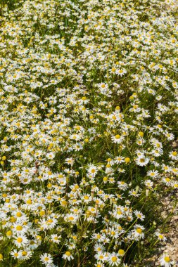 Köydeki alanda ilaç papatya kalınları.