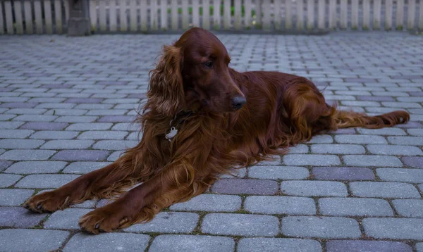 Kırmızı köpek İrlandalı Setter yakından ona söyler misin görünüyor — Stok fotoğraf