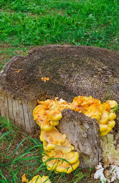 Bir ağacın kabuğu üzerinde dev sarı trituryum mantar paraziti. — Stok fotoğraf