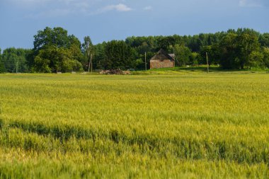 Sonsuz tahıl tarlaları. Yaz aylarında kırsal peyzaj.
