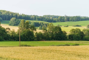 Sonsuz tahıl tarlaları. Yaz aylarında kırsal peyzaj.
