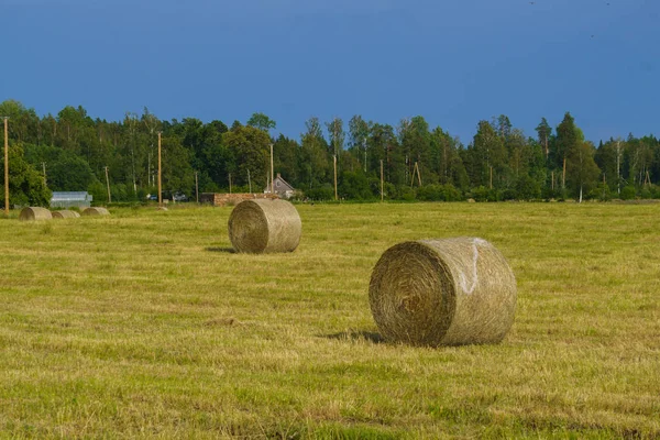 Des champs infinis avec des rouleaux de foin. Paysage rural . — Photo