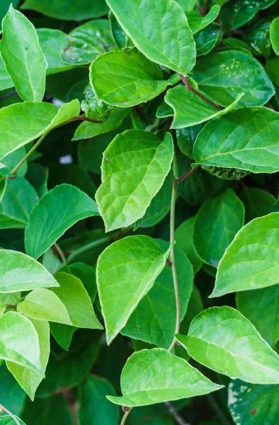 Green vine from leaves of Chinese magnolia vine garden.