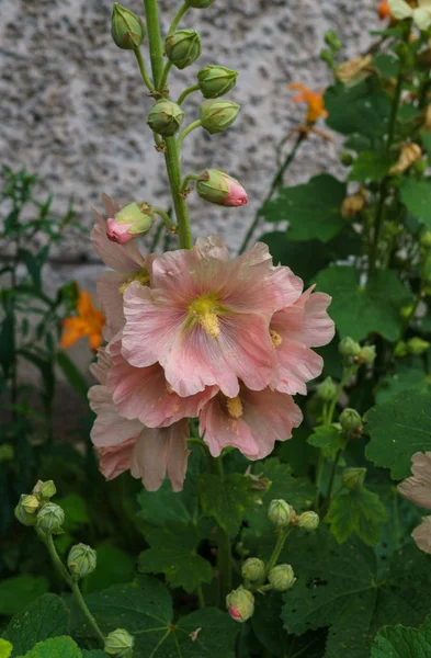 淡いピンクのマローを咲かせます。茎に美しい繊細なピンクのマローの花. — ストック写真