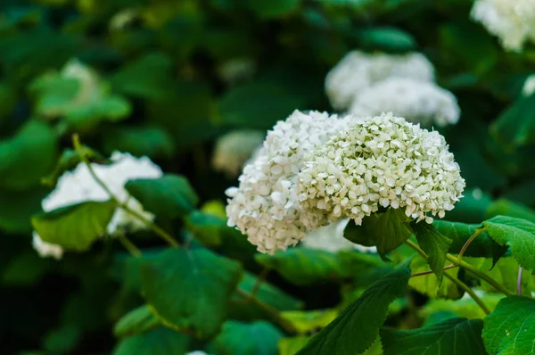 Blütenstand der weißen Blüten der Hortensie im Garten. — Stockfoto
