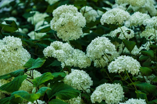 Blütenstand der weißen Blüten der Hortensie im Garten. — Stockfoto