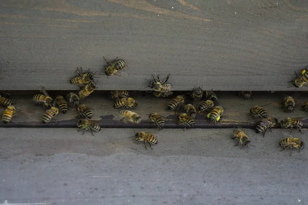 Bienenstöcke im Bienenhaus. Bienen fliegen zum Stock. Bienen schützen den Bienenstock. — Stockfoto