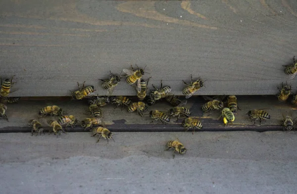Bienenstöcke im Bienenhaus. Bienen fliegen zum Stock. Bienen schützen den Bienenstock. — Stockfoto