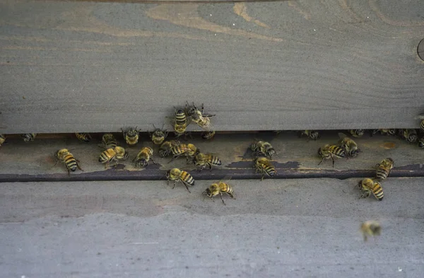 Colmenas en el colmenar. Las abejas vuelan a la colmena. Las abejas protegen la colmena . — Foto de Stock