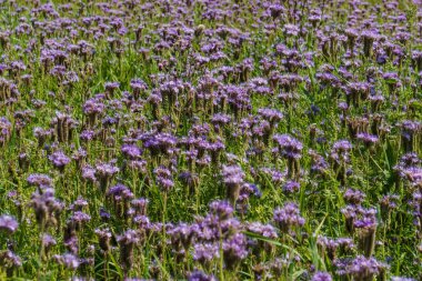 Tarlada mor facelia çiçeklenme. Çiçek arka plan.
