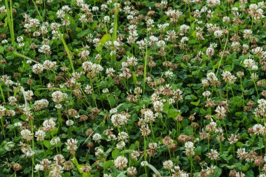Beyaz yonca tarlası. Bal çiçekleri, yaz manzarası.