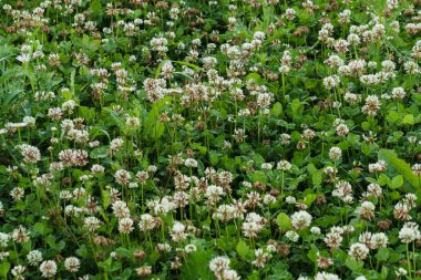 Beyaz yonca tarlası. Bal çiçekleri, yaz manzarası.